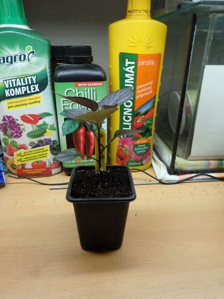019-Pimenta De Neyde