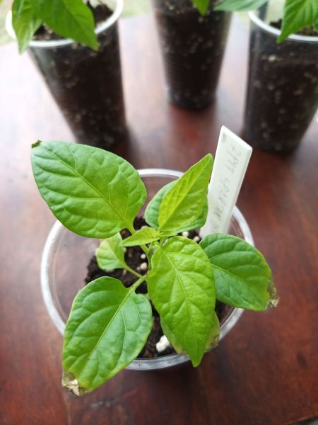 7 pot spartan orange 200307