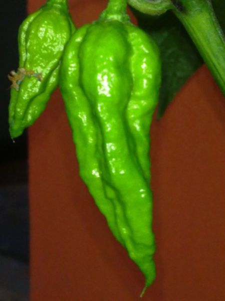 Naga 2