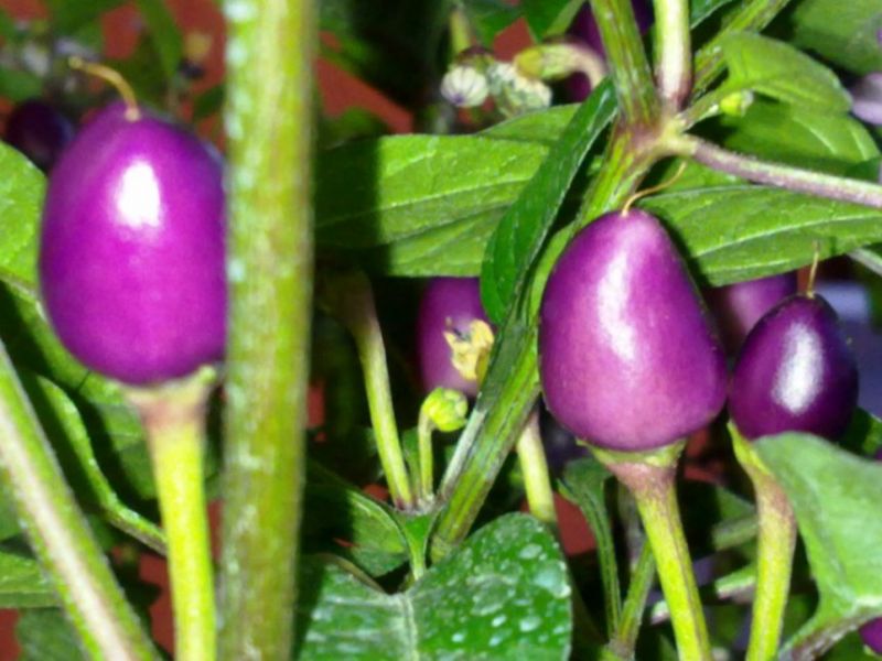 Pretty Purple