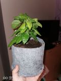 IMG_20200307_185118