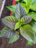 IMG_20200317_171402