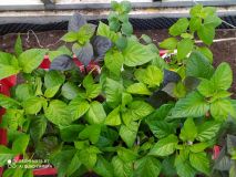 IMG_20200317_171522