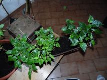 SAM_1493