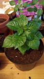 dorset naga