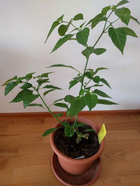 přezimovaná_Haba_orange