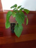 Jalapeno Maylon