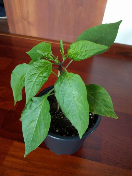 Jalapeno NuMex Pinata