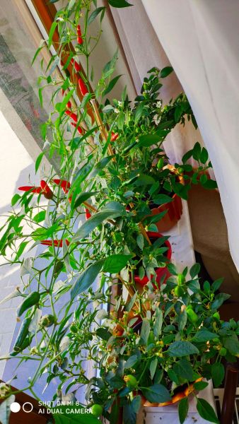 IMG_20200327_153750