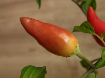 P9070282