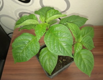 M.A. Teja Habanero