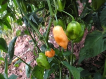 Habanero Lemon