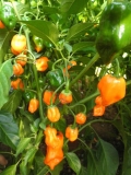 Habanero Orange