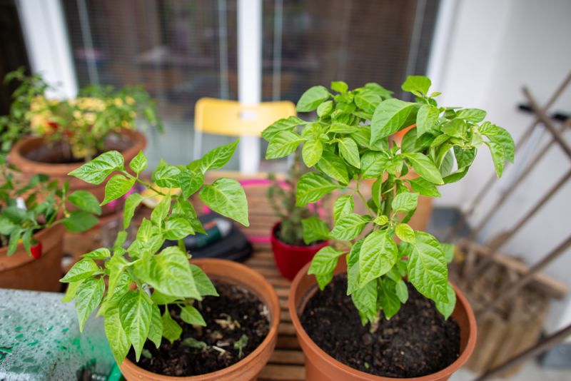 purple habanero