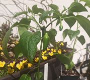 Jalapeno maylon 11.4.2020
