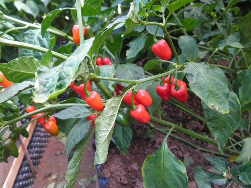 Habanero Red Baby