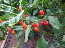 Habanero Red Baby