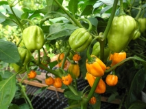 Habanero Yellow