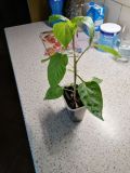 IMG_20200412_193941