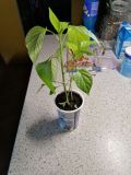 IMG_20200412_194003