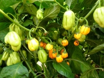 Habanero Yellow