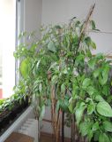 chilli13-4-20_rocoto2