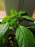 IMG_20200412_150259