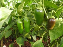 Jalapeno Jalmundo