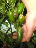 Jalapeno Jalmundo