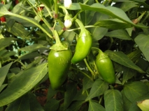 Jalapeno Organic