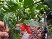 Naga Morich