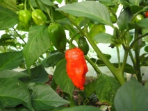 Nagabon [Bih Jolokia X Scotch Bonnet]