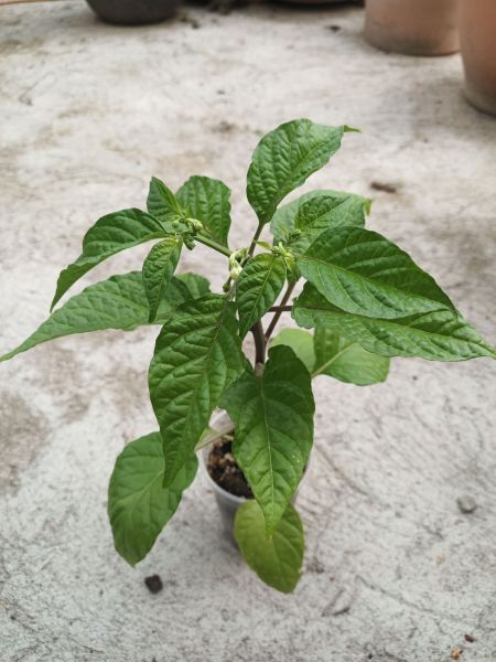 Haba red 18.4.2020