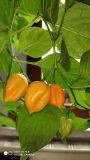IMG_20200419_133722