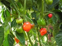 Scotch Bonnet Red