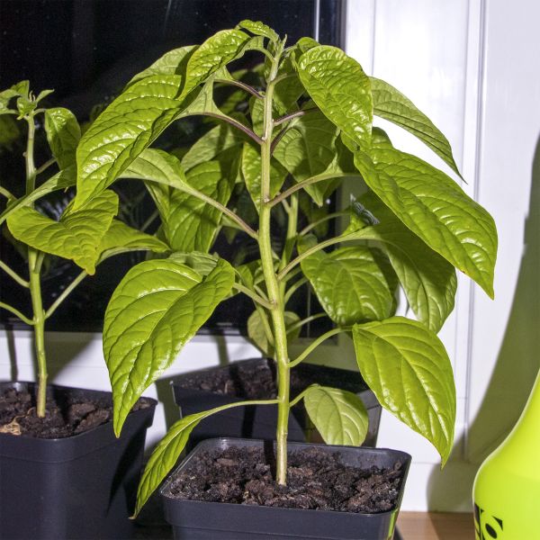 Habanero 5