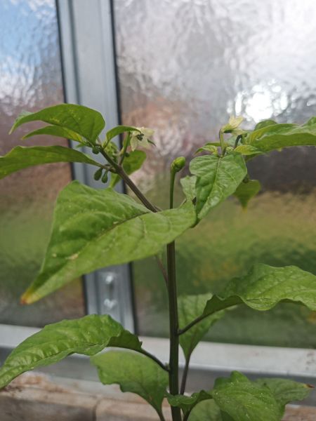 7pot spartan orange 1.5.2020.jpg