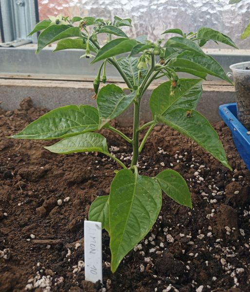 Limon 1.5.2020
