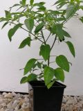 habanero orange devil