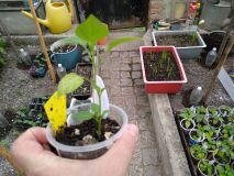 IMG_20200504_123231