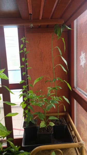 chiltepin capuccino
