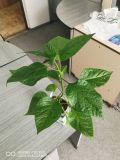 IMG_20200506_131445