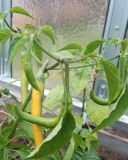Cayenne yellow 9.5.2020
