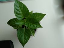 IMG_20200510_160246
