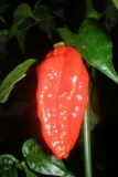 Zrelé Naga Morich