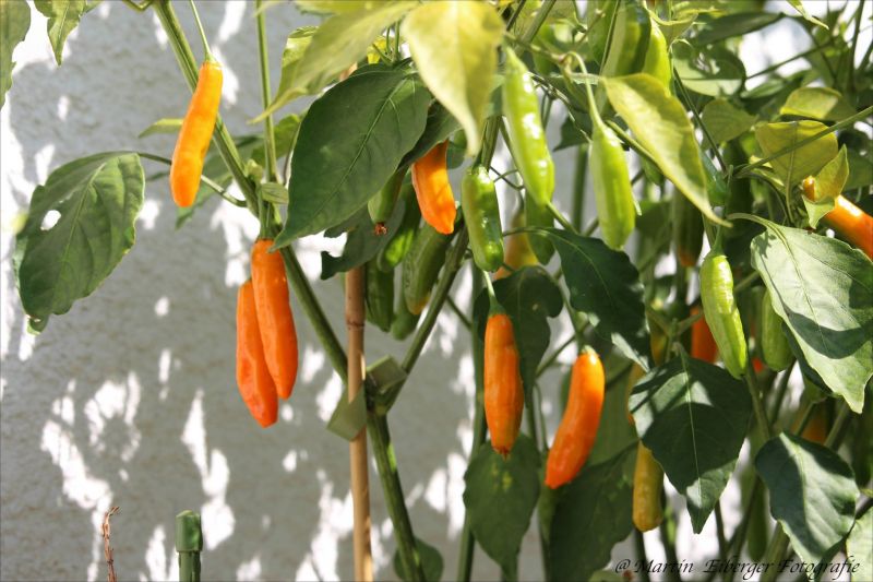 Aji_Little_Finger_Orange_