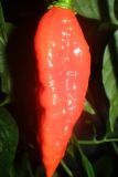 Zrelé Naga Morich