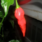 Zrelé Naga Morich