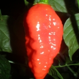 Zrelé Naga Morich