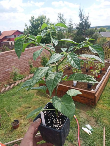 Haba red (ještě musí přivyknout na přímé slunce) 17.5.2020